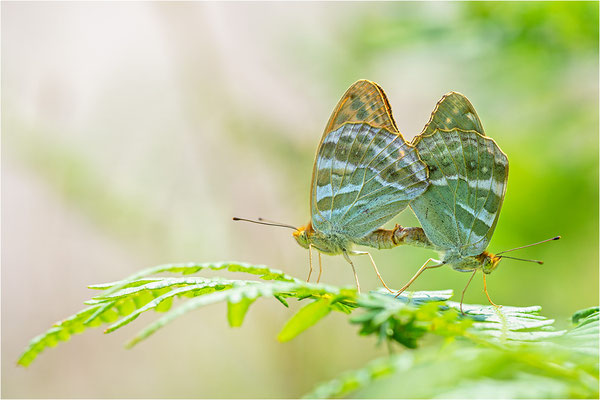 Kaisermantel (Argynnis paphia), Paarung, Schweden, Gotland