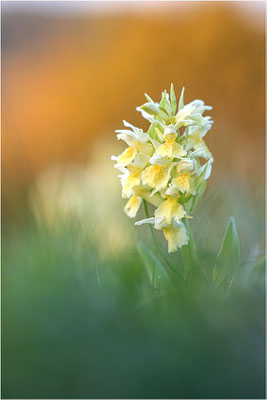 Holunder-Fingerwurz (Dactylorhiza sambucina), Frankreich, Dep. Aveyron