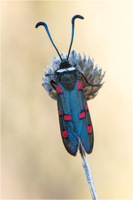 Lavendel-Widderchen (Zygaena lavandulae), Frankreich, Ardèche