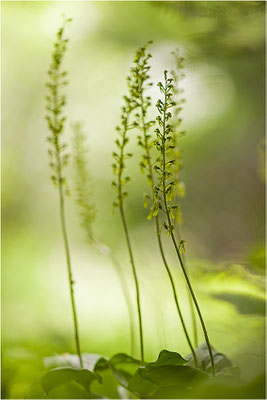 Großes Zweiblatt (Listera ovata), Wallis, Schweiz