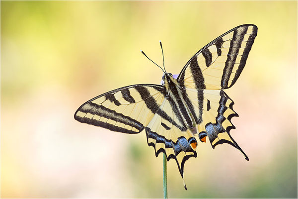 Südlicher Schwalbenschwanz (Papilio alexanor destelensis), Männchen, Frankreich, Dep. Vaucluse