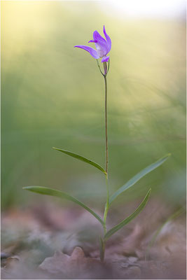 Rotes Waldvöglein (Cephalanthera rubra), Frankreich, Provence