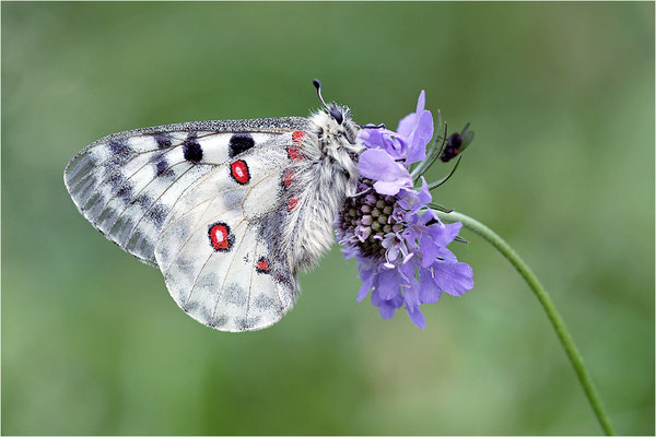 Roter Apollo (Parnassius apollo geminus), Schweiz, Kanton Bern