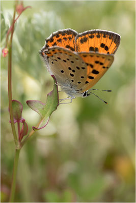 Violetter Feuerfalter (Lycaena alciphron gordius), Weibchen, Italien, Region Aostatal, 1600m