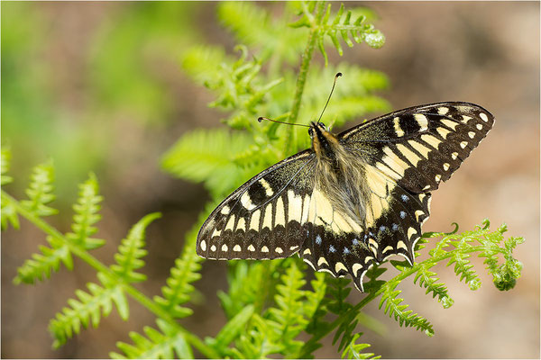 Korsischer Schwalbenschwanz (Papilio hospiton), Männchen, Frankreich, Zentralkorsika