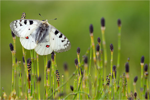 Hochalpen-Apollo (Parnassius sacerdos), Männchen, Italien, Region Aostatal, 2.700m