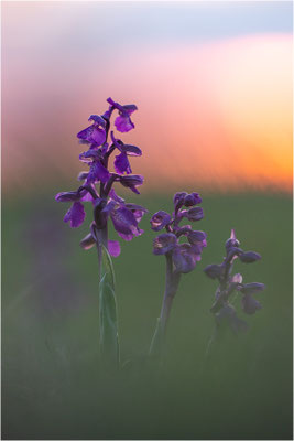 Kleine Hundswurz (Anacamptis morio morio), Dep. Aveyron, Frankreich
