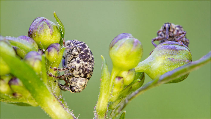 Garten-Blattschaber