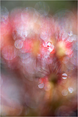 Mittlerer Sonnentau (Drosera intermedia), Schweden, Västra Götalands län