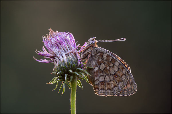 Stiefmütterchen-Perlmutterfalter (Argynnis niobe), Italien, Region Aostatal, 2000m