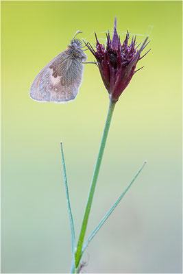 Kleines Wiesenvögelchen (Coenonympha pamphilus), Deutschland, Baden-Württemberg