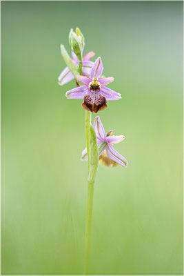 Ophrys aveyronensis