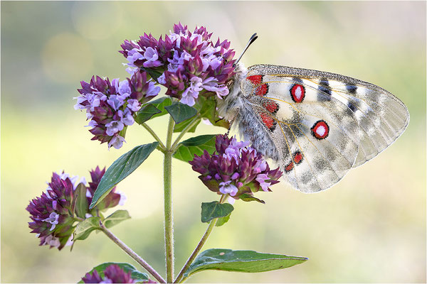 Roter Apollo (Parnassius apollo geminus), Schweiz, Kanton Bern