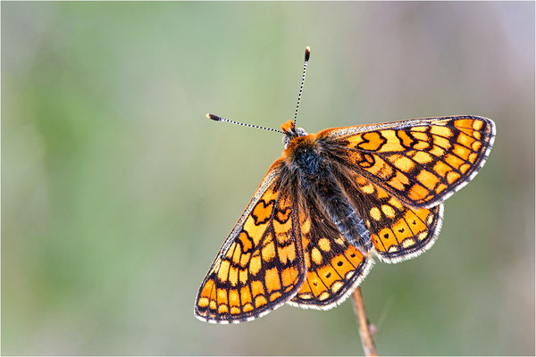 Goldener Scheckenfalter (Euphydryas aurinia), Frankreich, Ardèche