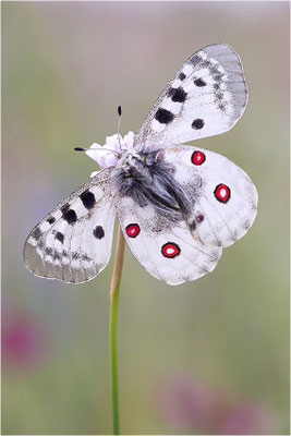 Roter Apollo (Parnassius apollo pedemontanus), Italien, Region Aostatal