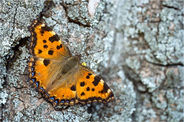 Großer Fuchs (Nymphalis polychloros), Deutschland, Baden-Württemberg