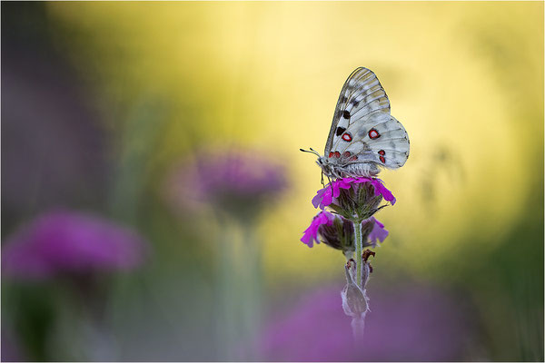 Roter Apollo (Parnassius apollo pedemontanus), Italien, Region Aostatal