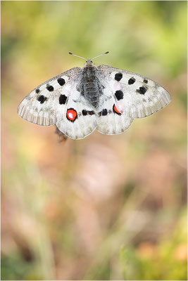 Roter Apollo (Parnassius apollo linnei), Schweden, Gotland