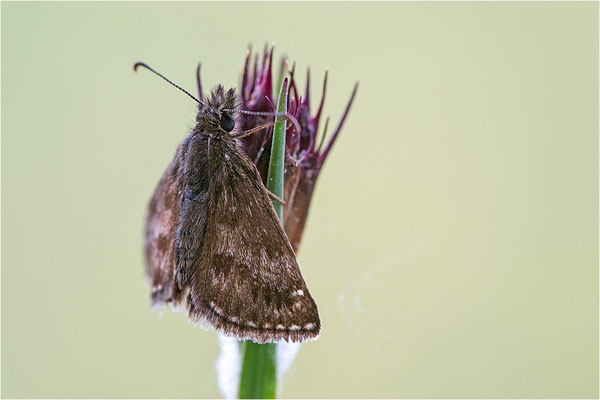 Dunkler Dickopffalter (Erynnis tages), Deutschland, Baden-Württemberg
