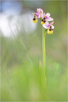 Übersehene Ragwurz (Ophrys neglecta)