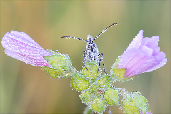 Schachbrettfalter (Melanargia galathea), Männchen, Deutschland, Baden-Württemberg
