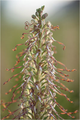 Bocks-Riemenzunge (Himantoglossum hircinum), Deutschland, Baden-Württemberg