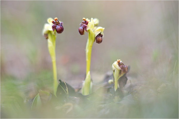 Ophrys bombyliflora