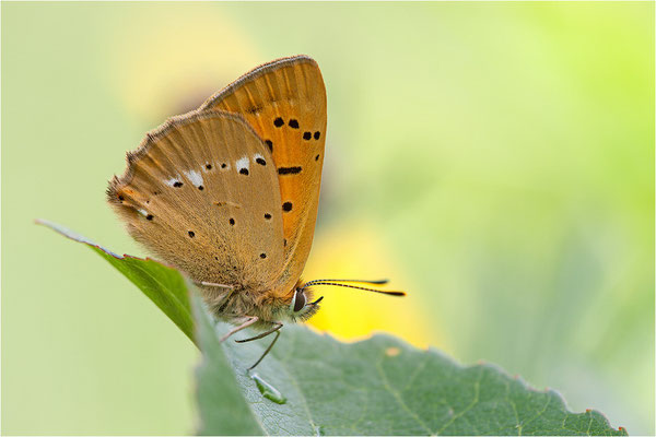 Dukaten-Feuerfalter (Lycaena virgaureae), Männchen, Schweiz, Wallis, 1600m