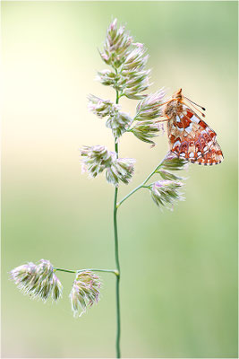 Hochmoor-Perlmuttfalter (Boloria aquilonaris), Deutschland, Rheinland-Pfalz