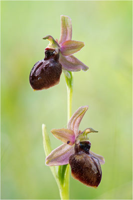Ophrys ×costei - Ophrys aveyronenis × Ophrys passionis