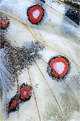 caloriferus