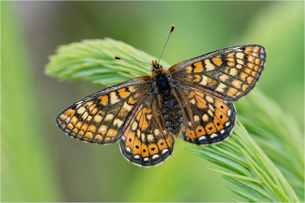 Goldener Scheckenfalter (Euphydryas aurinia), Schweden, Örebro län