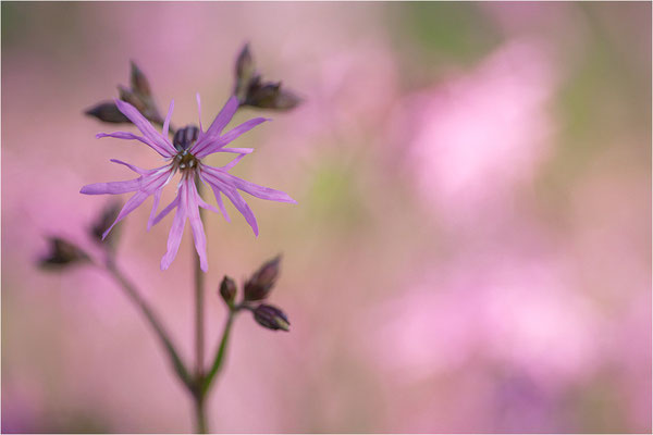 Kuckucks-Lichtnelke (Lychnis flos-cuculi), Deutschland, Baden-Württemberg