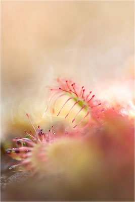 Rundblättriger Sonnentau (Drosera rotundifolia), Schweden, Bohuslän