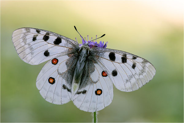 Roter Apollo (Parnassius apollo vercoricus), Frankreich, Dep. Isere