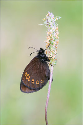 Mandeläugiger Mohrenfalter (Erebia alberganus), Italien, Region Aostatal, 2000m