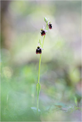 Chesterman´s Ragwurz (Ophrys chestermanii)