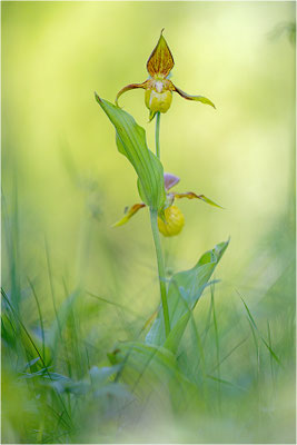 Gelber Frauenschuh (Cypripedium calceolus), Schweden, Jämtlands län