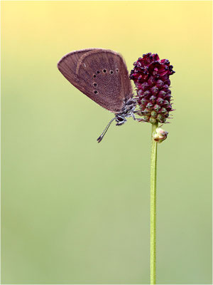 Dunkler Wiesenknopf-Ameisenbläuling (Phengaris nausithous), Deutschland, Baden-Württemberg