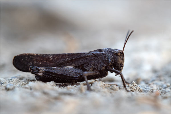 Rotflügelige Schnarrschrecke (Psophus stridulus), Frankreich, Savoie