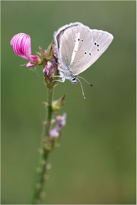 Großer Esparsetten-Bläuling (Polyommatus damon), Weibchen, Schweiz, Kanton Bern