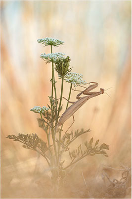 Europäische Gottesanbeterin (Mantis religiosa), Weibchen, Deutschland, Baden-Württemberg