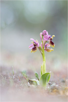 Ophrys tenthredinifera