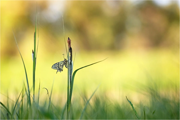 Schwalbenschwanz (Papilio machaon), Deutschland, Baden-Württemberg