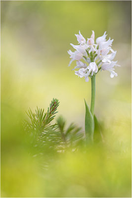 Helm-Knabenkraut (Orchis militaris), Albino, Schweden, Farö