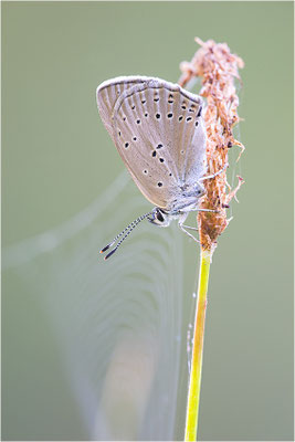 Lilagold-Feuerfalter (Lycaena hippothoe eurydame), Weibchen, Italien, Region Aostatal, 2100m