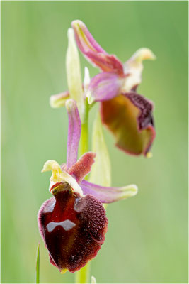 Moris Ragwurz (Ophrys morisii)