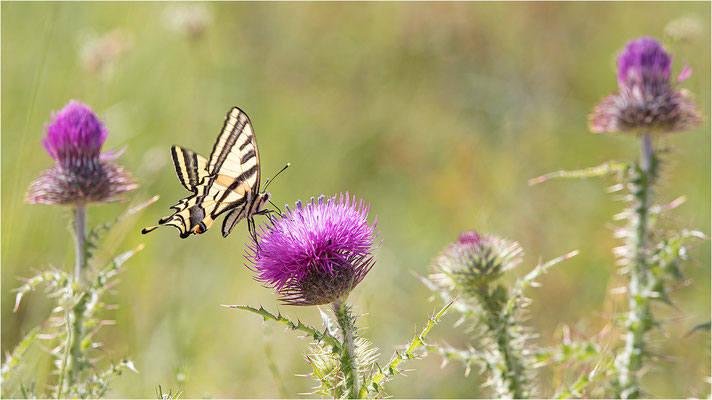Südlicher Schwalbenschwanz (Papilio alexanor destelensis), Männchen, Frankreich, Var