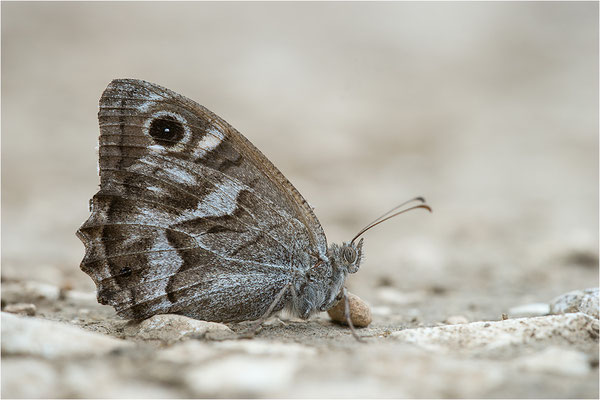 Hipparchia fidia, Frankreich Dep. Var