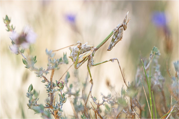 Hauben-Fangschrecke (Empusa pennata), Larve, Frankreich, Ardèche